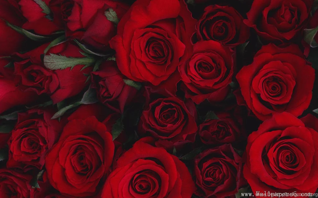 Rose Combination － Flower Wallpapers   Free Download Wallpapers ...