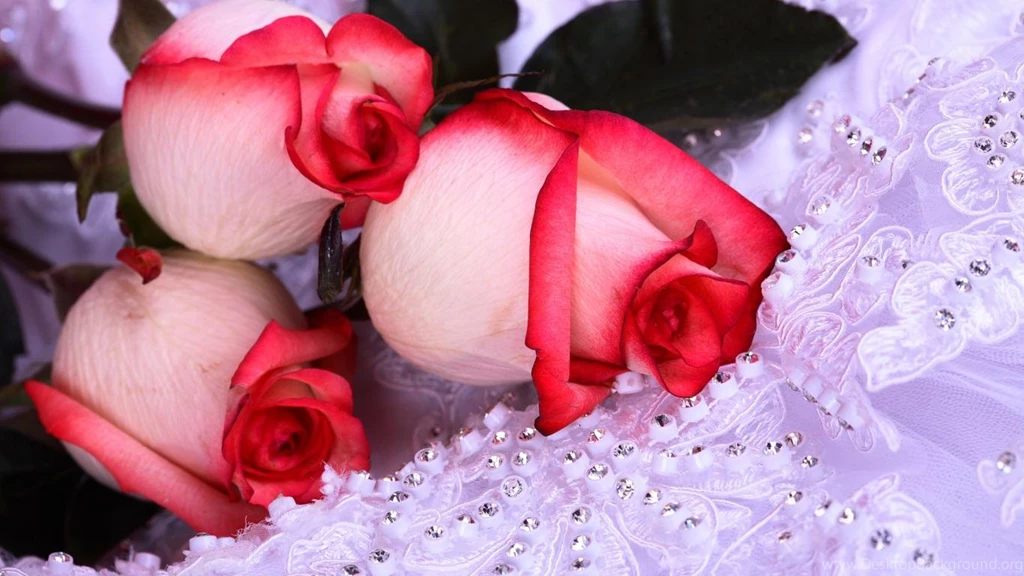Download Images Of Roses Wallpapers HD Base