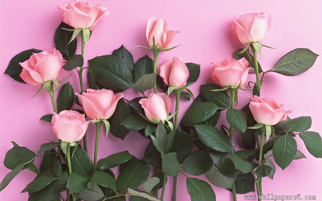 Rose Combination － Flower Wallpapers   Free Download Wallpapers ...