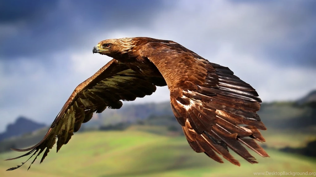 Wallpapers Above Is Majestic Eagle Wallpapers In Resolution ...