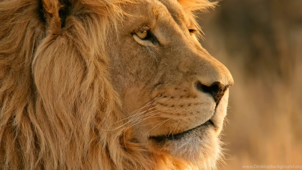 Majestic Lion Nature Wallpapers HD Wallpapers