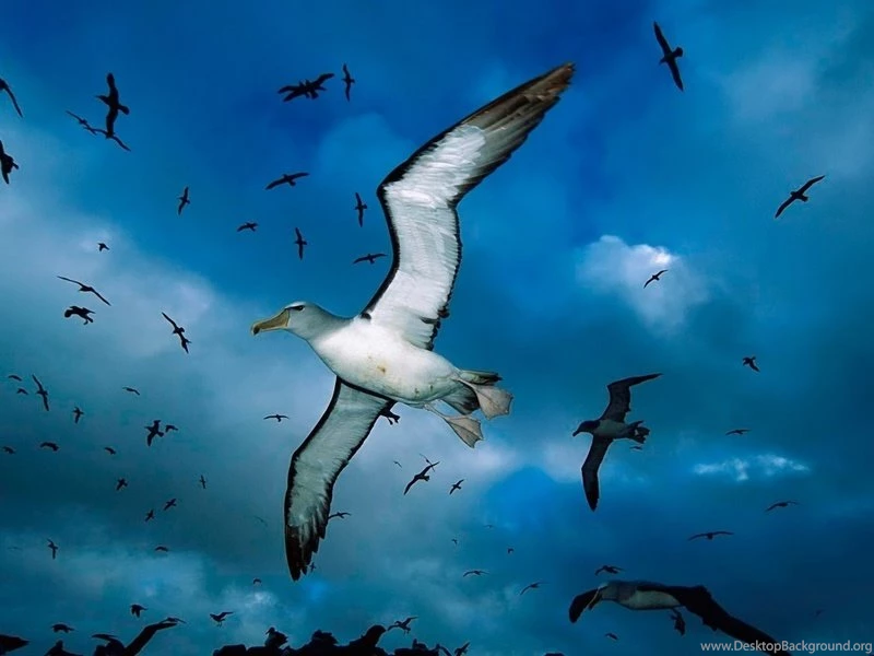 Top Most Wallpapers Wallpapers Zone