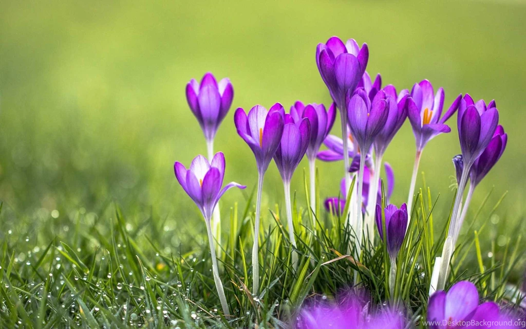 Top 20 Most Beautiful Flowers & Pretty Flowers Wallpapers
