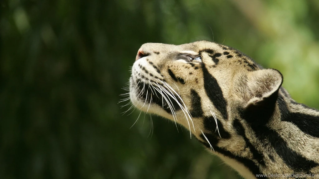 Wildlife Wallpapers
