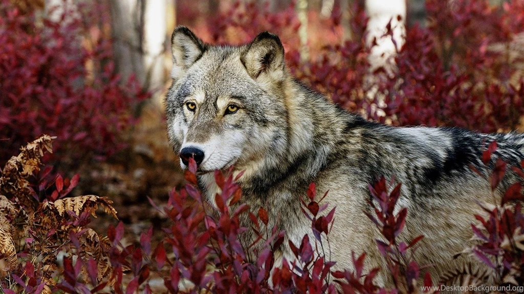 Wolf Autumn Wildlife Wallpapers 1366x768 Wallpapers Download ...
