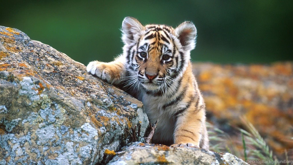 Little Tiger Cub Wildlife Wallpapers   1366x768 Wallpapers Download ...