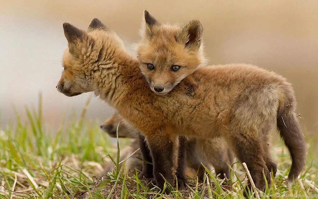Nature Animals Wildlife Foxes : Desktop And Mobile Wallpapers ...