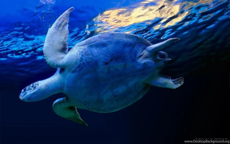 Animals,nature Nature Animals Grass Wildlife Outdoors Mice ...