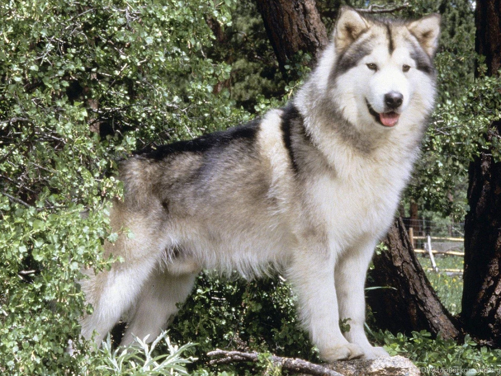 HUGABEAR CHAMPION ALASKAN MALAMUTE WALLPAPER   (
