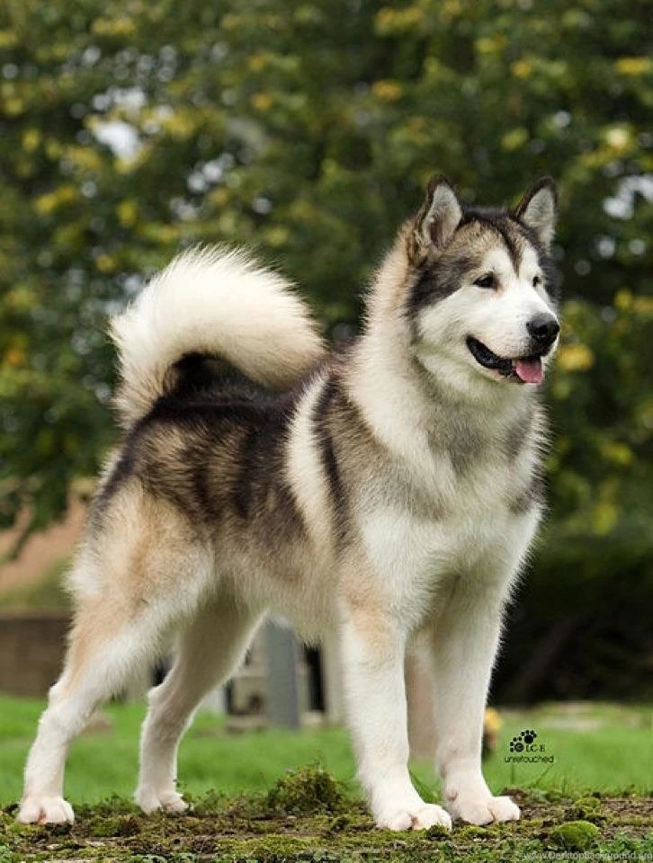 Puppies Alaskan Malamute Wallpapers All Puppies Pictures And ...