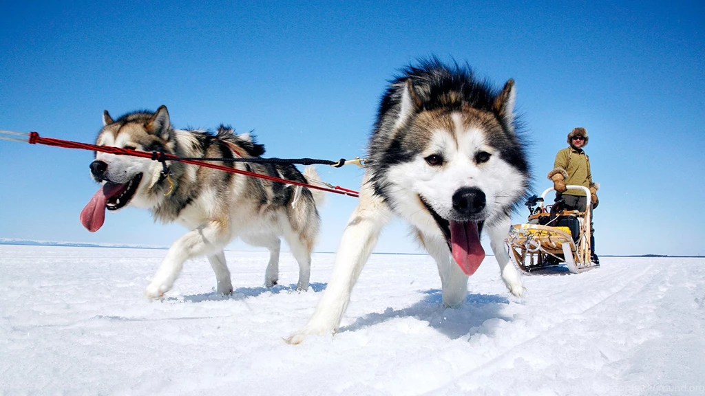 Alaskan Malamute Puppies