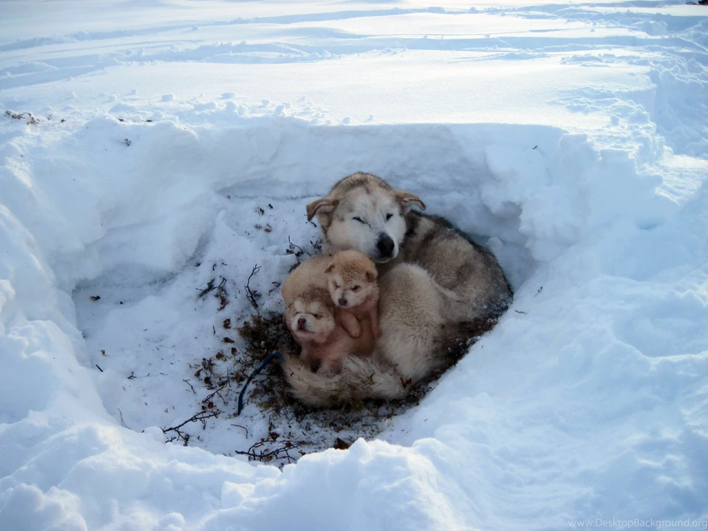 6 Alaskan Malamute HD Wallpapers