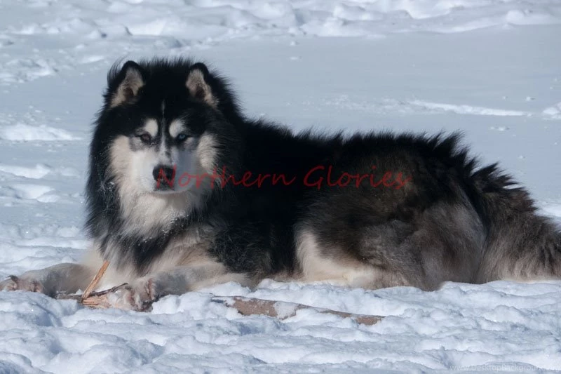 Alaskan Malamute Siberian Husky 10 Free Wallpapers ...