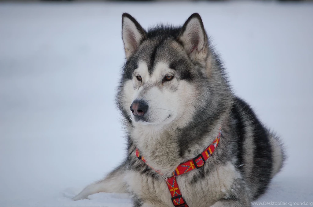 Malamute >> HD Wallpaper, Get It Now!