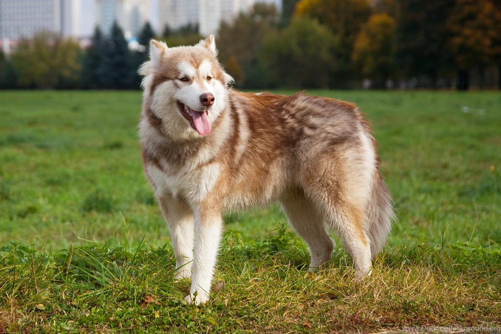 Alaskan Malamute Wallpapers 23 High Resolution Wallpapers ...