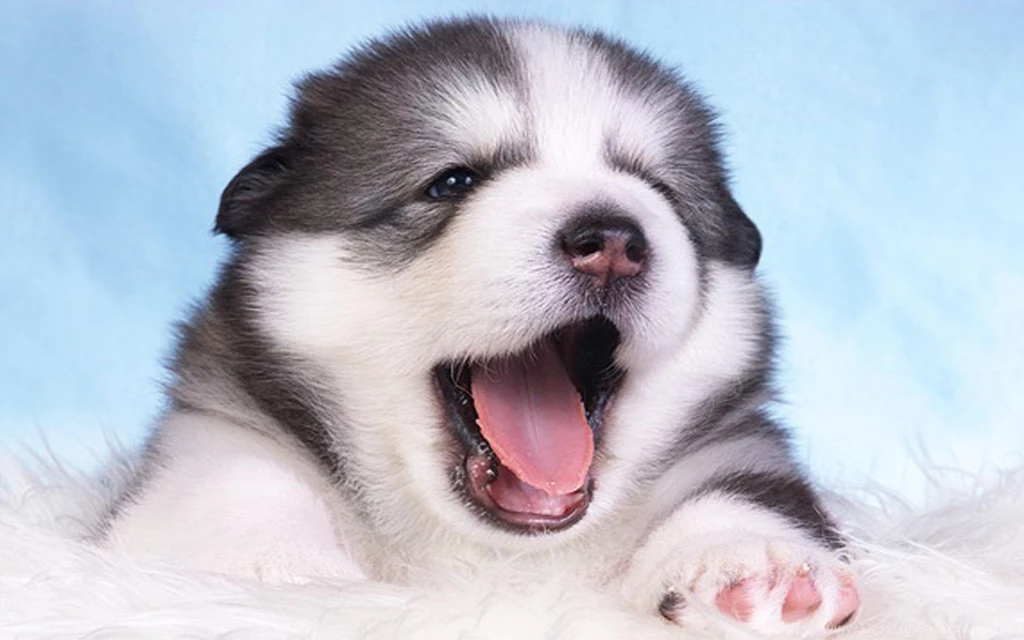 Alaskan Malamute Wallpapers Widescreen Hd : Wallpapers13.com