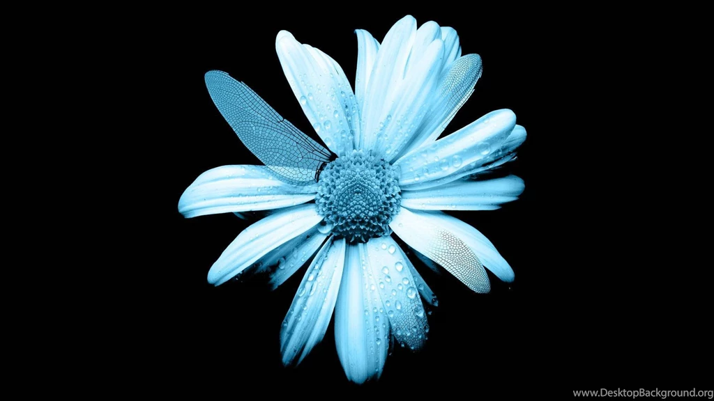 Tv Fringe Wallpapers [4]   (