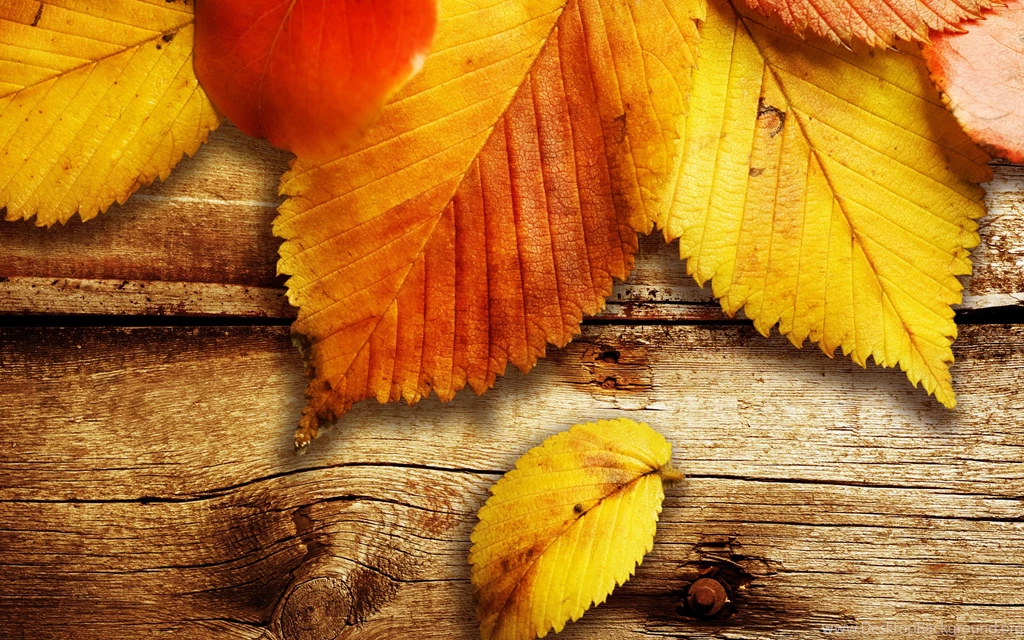 Free Autumn Wallpapers HD