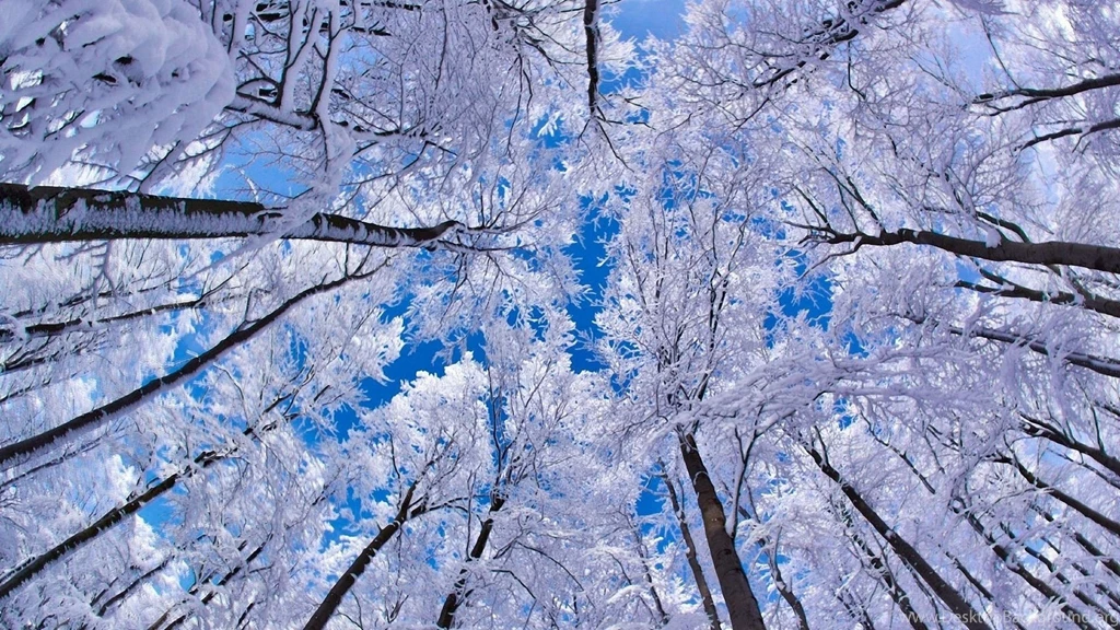 Winter Blue Sky Mac Wallpapers The Forest1168