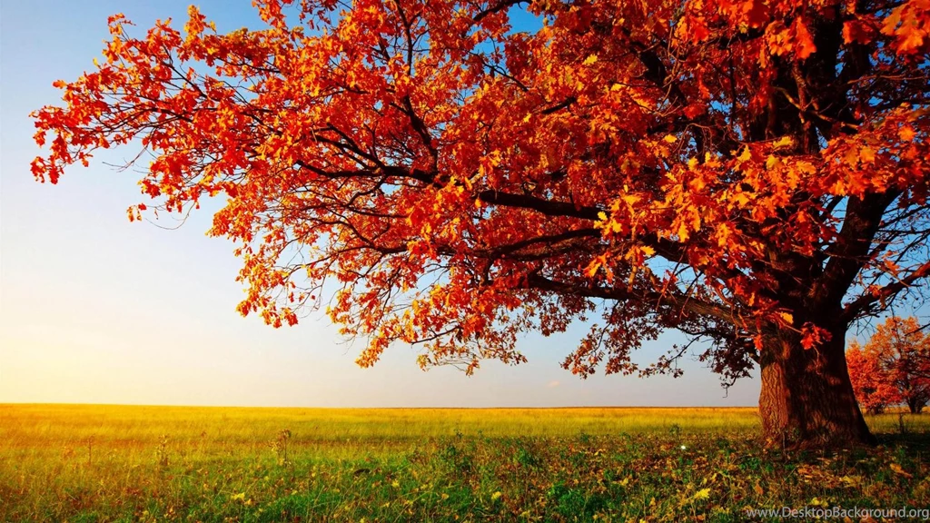 Nature Wallpapers HD For Desktop Free Download Autumn Tree
