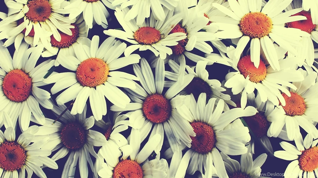 Contemporary Border Flowers Violett Wallpapers Walls Pretty ...