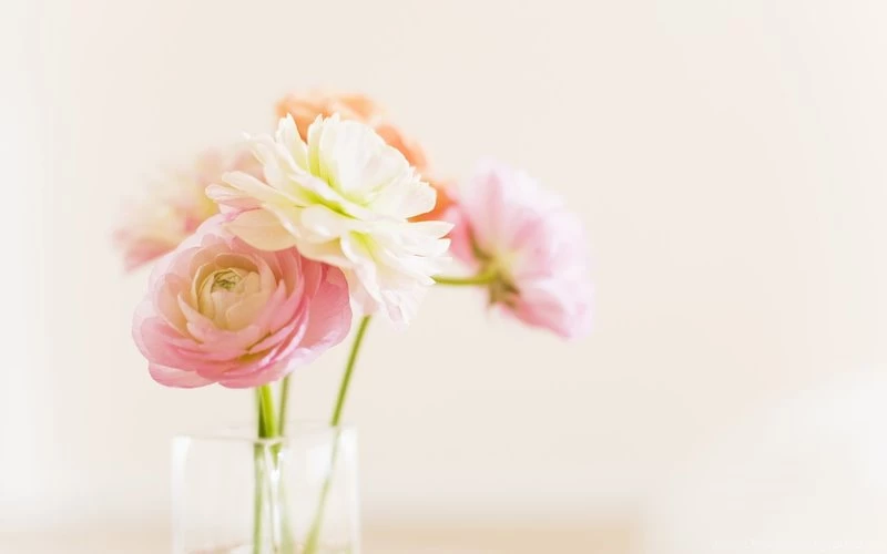 Flowers Spring Soft And Pretty – Nature Flowers HD Desktop Wallpapers