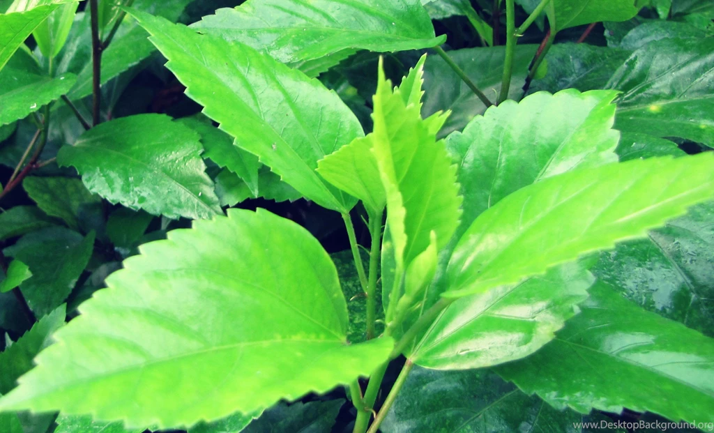 Pure Green Nature Wallpapers Widescreen Hd, Without Eiditing ...