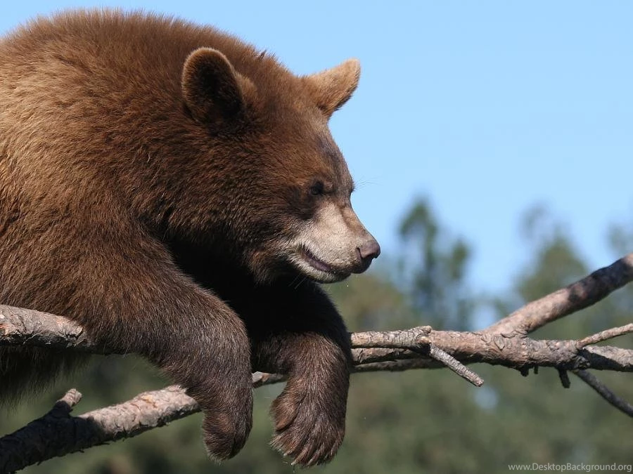 TOUGH WEEK AT THE OFFICE WALLPAPER   (