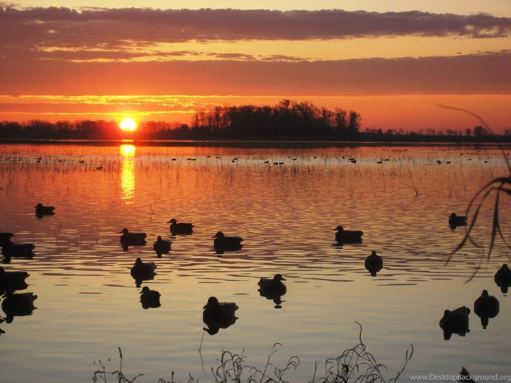 Ducks Unlimited Wallpapers Desktop