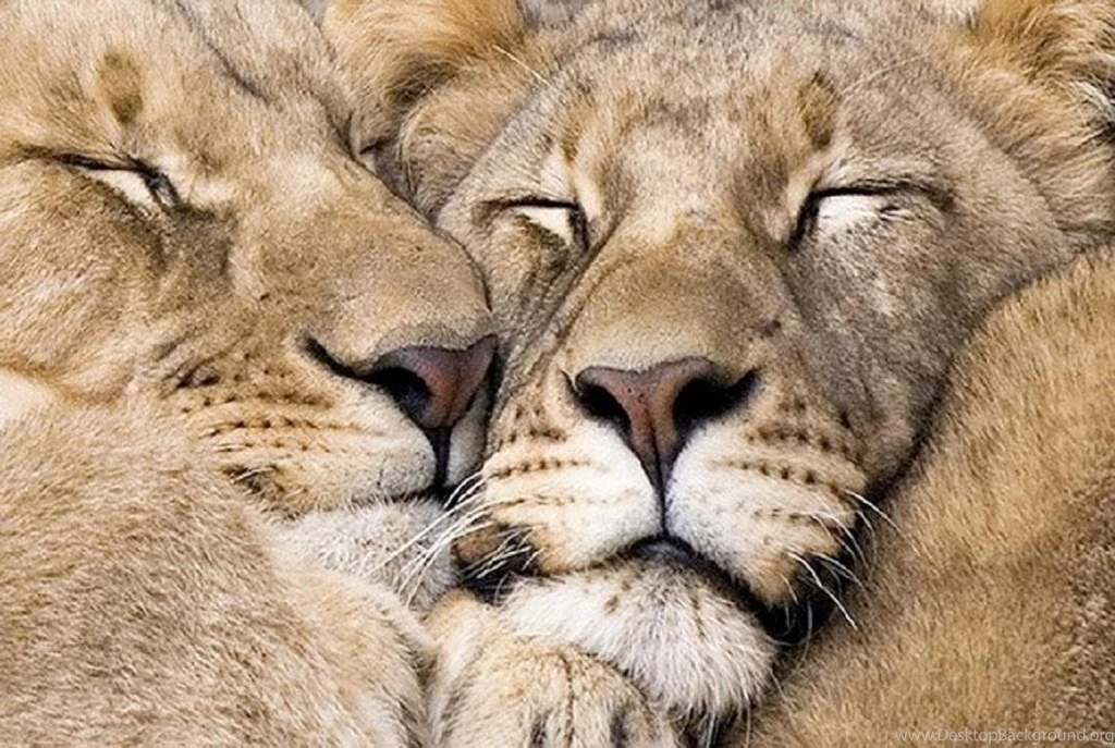 BIG HUGS WALLPAPER (