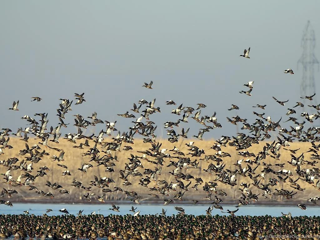 Long feared Decline In Duck Populations Is Already Beginning ...