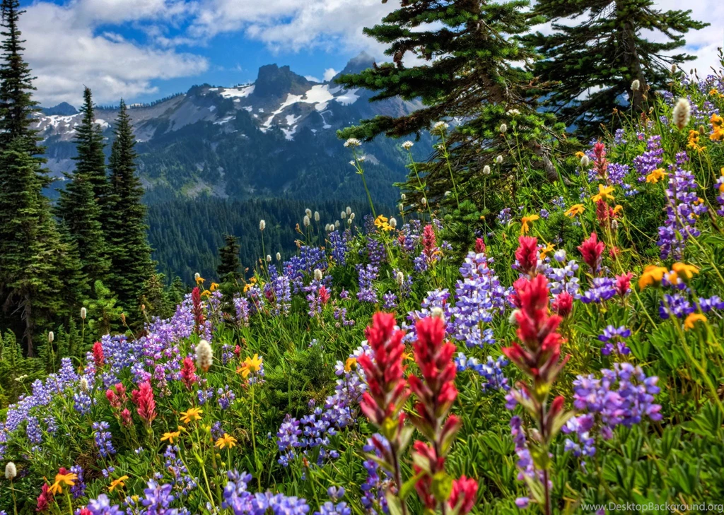 Wildflowers Wallpapers