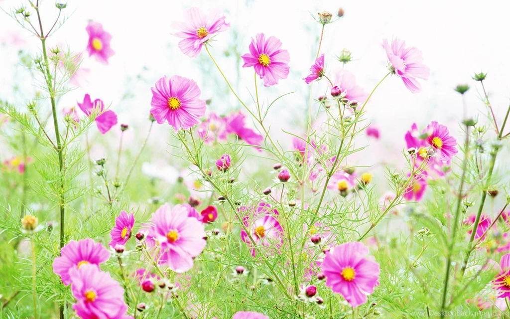 Wallpaper: Wildflowers Wallpapers