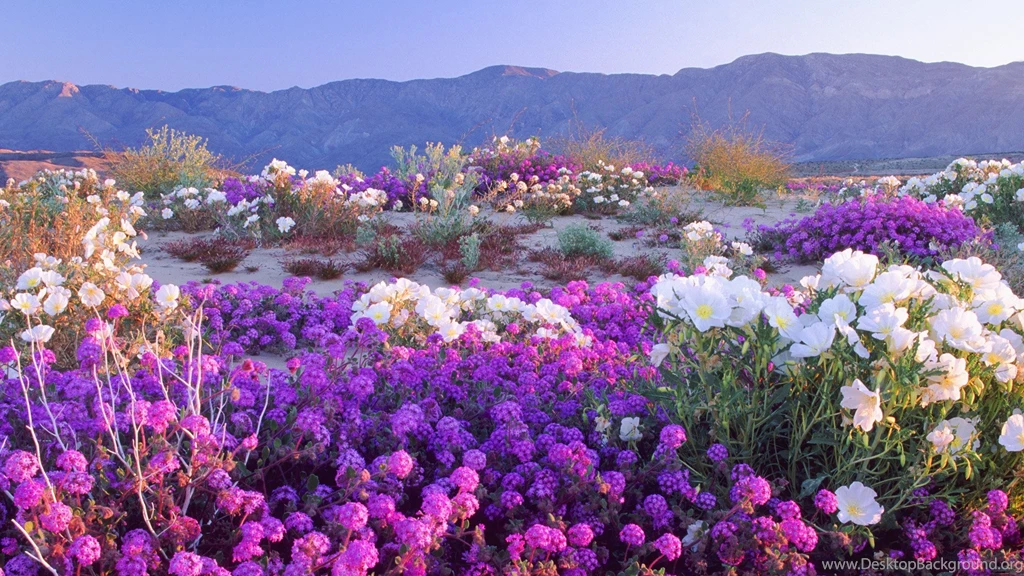 Desert wildflowers flower hd wallpaper 1920x1080 10791 Wallpapers ...
