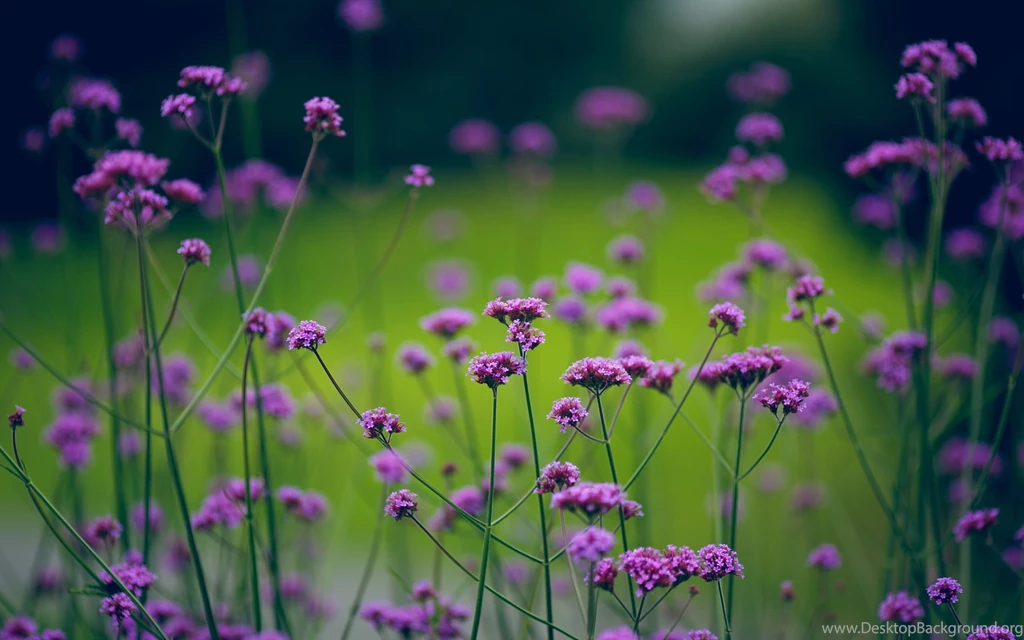 Violet Wild Flowers Wallpapers HD Download For Desktop