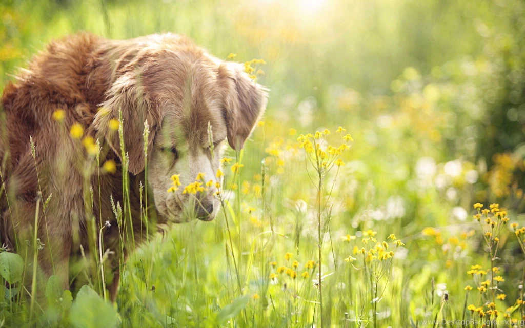 Animals Dogs Bokeh Depth Of Field Wildflowers Wallpapers ...
