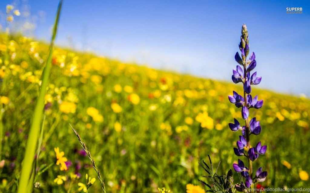 Good Wildflowers Wallpapers