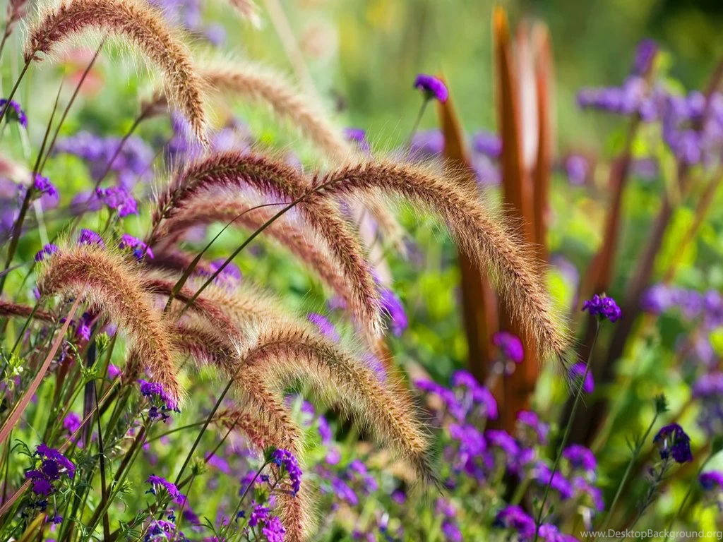 Flowers Picture Gallery And Wallpapers Download