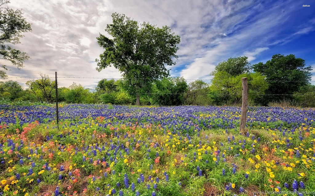 Spring Wildflowers, Fence, Tree, 2880x1800 HD Wallpapers And FREE ...