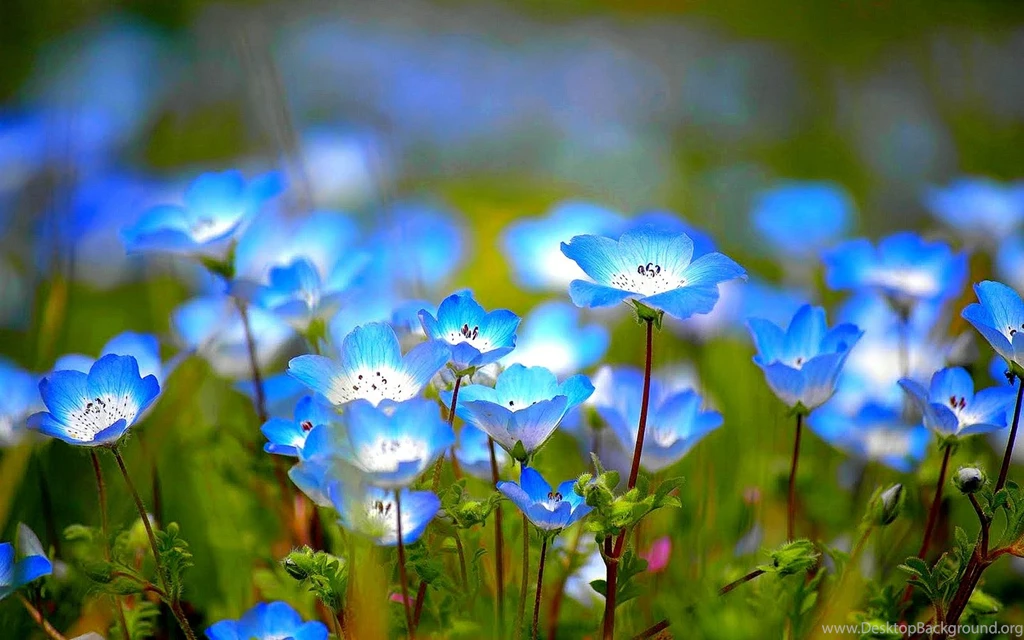 Stunning Flower Wallpapers