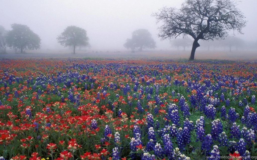 Gorgeous Wildflowers Wallpapers