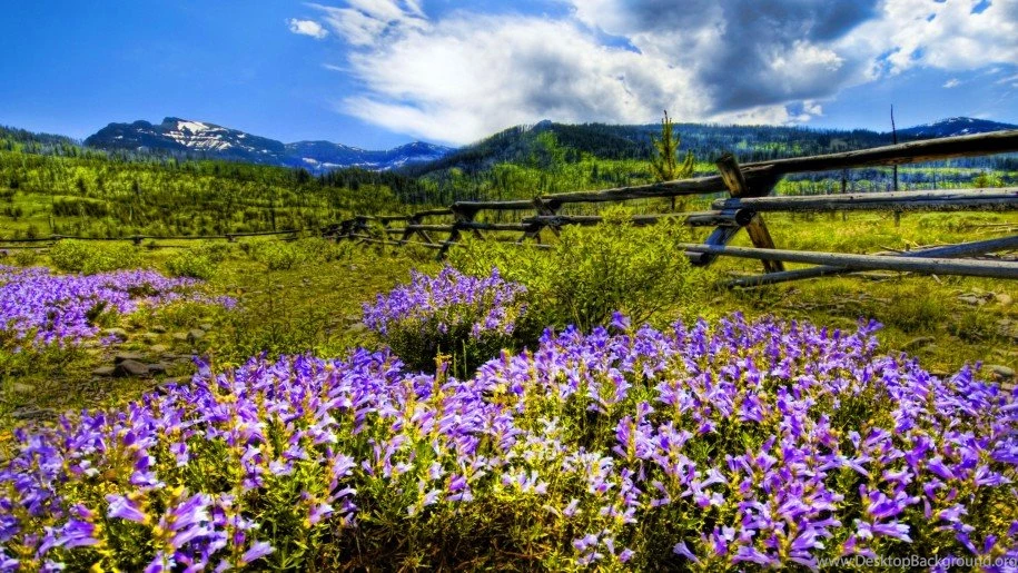 Mountain Wildflowers Desktop Backgrounds Wallpapers 2560x1600 ...
