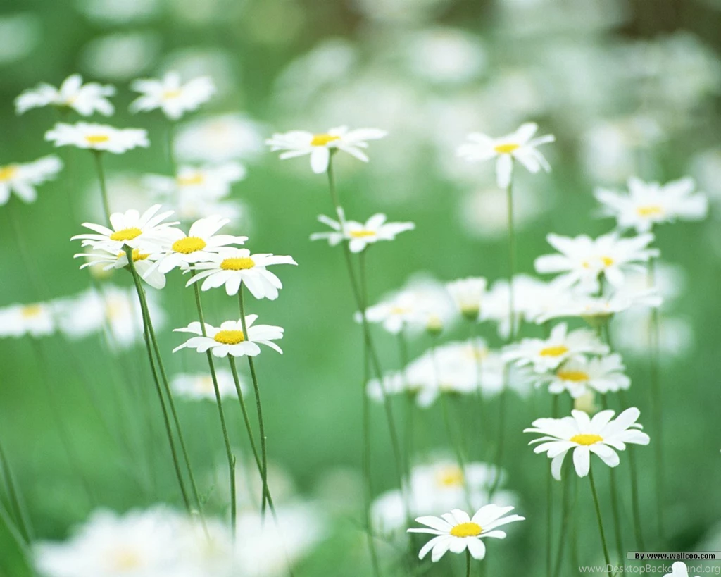 Beathtaking Beautiful Wildflowers, Colorful Wild Flowers In Field ...