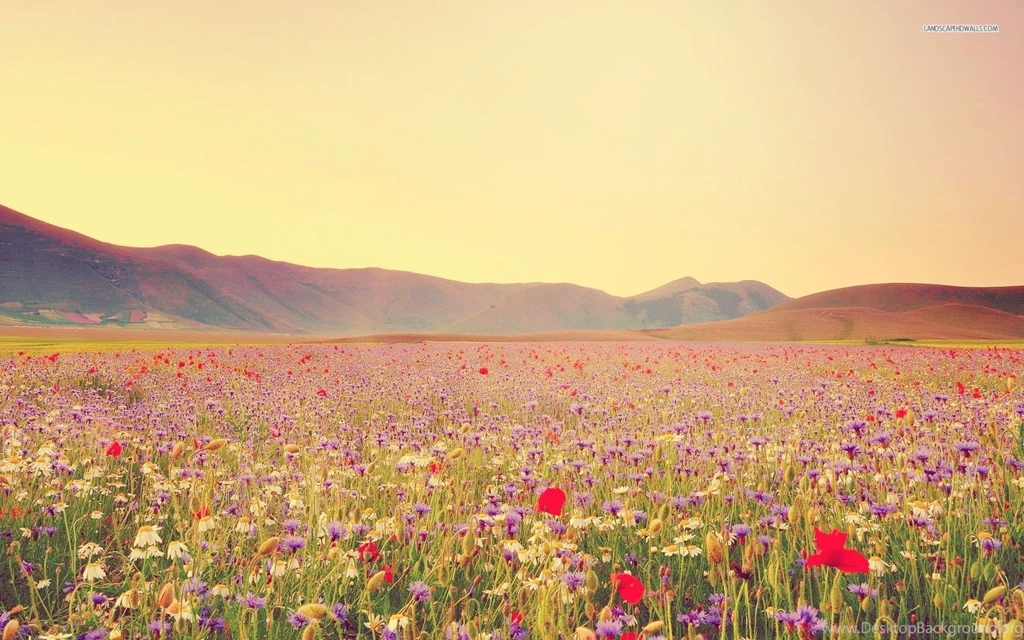 Love Wildflowers Wallpapers
