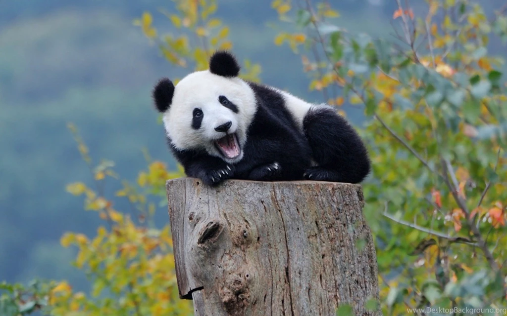 Cute Baby Panda Wallpapers Picture Ndemok.com