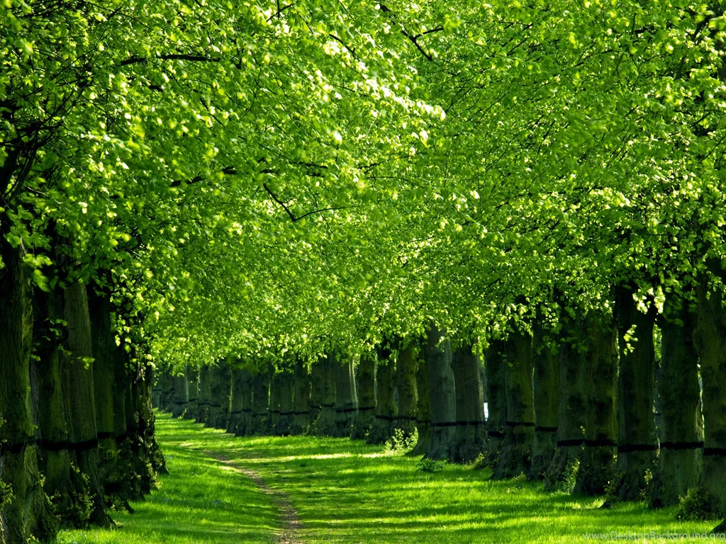 Download Latest Great Water Trees Green Nature HD Wallpapers