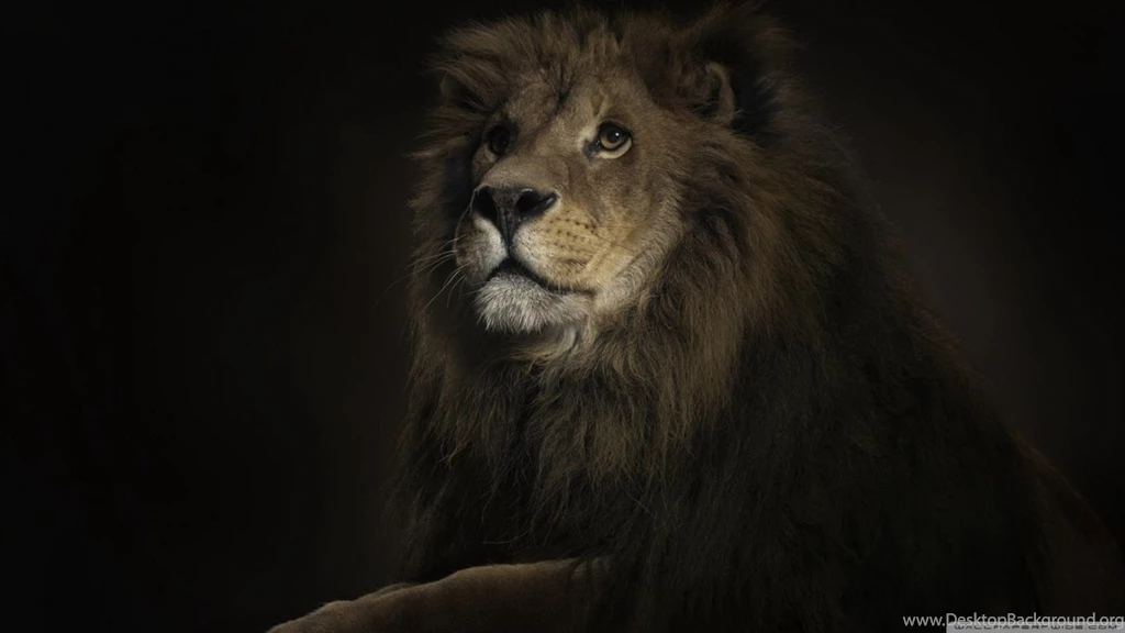 Lion King HD Desktop Wallpapers : Widescreen : High Definition ...