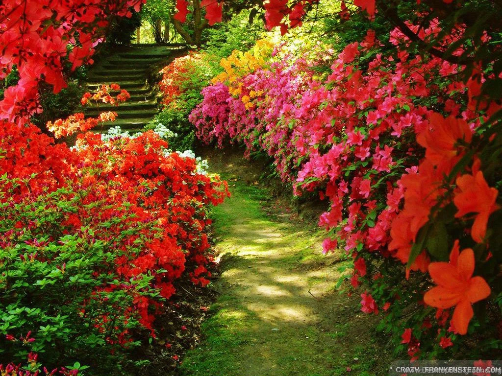 Garden Flowers Wallpapers Crazy Frankenstein