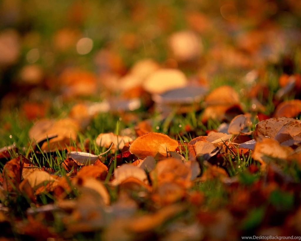 HD Autumn Wallpapers For Desktop 1280x1024 Free Download