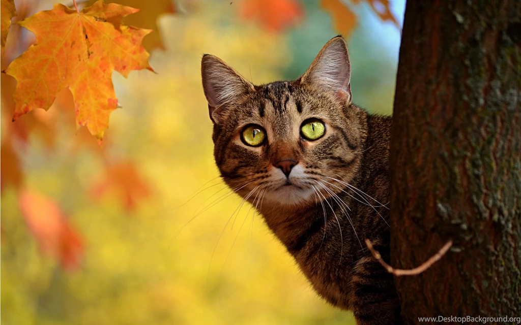 Autumn HD Wallpapers, Cat Backgrounds